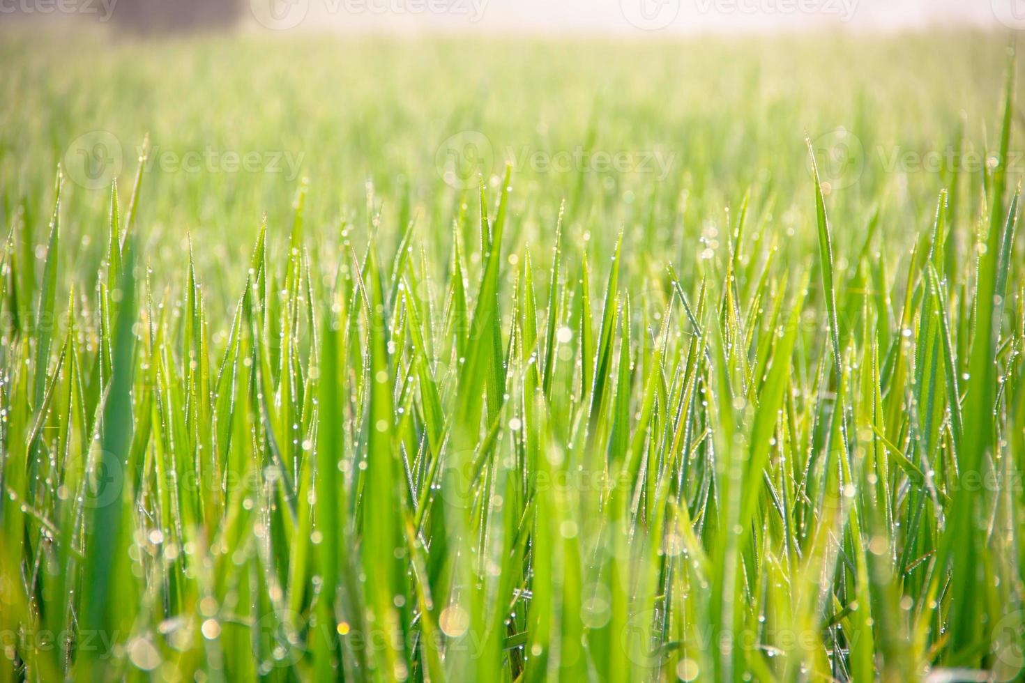 Water drops on green grass - shallow DOF photo