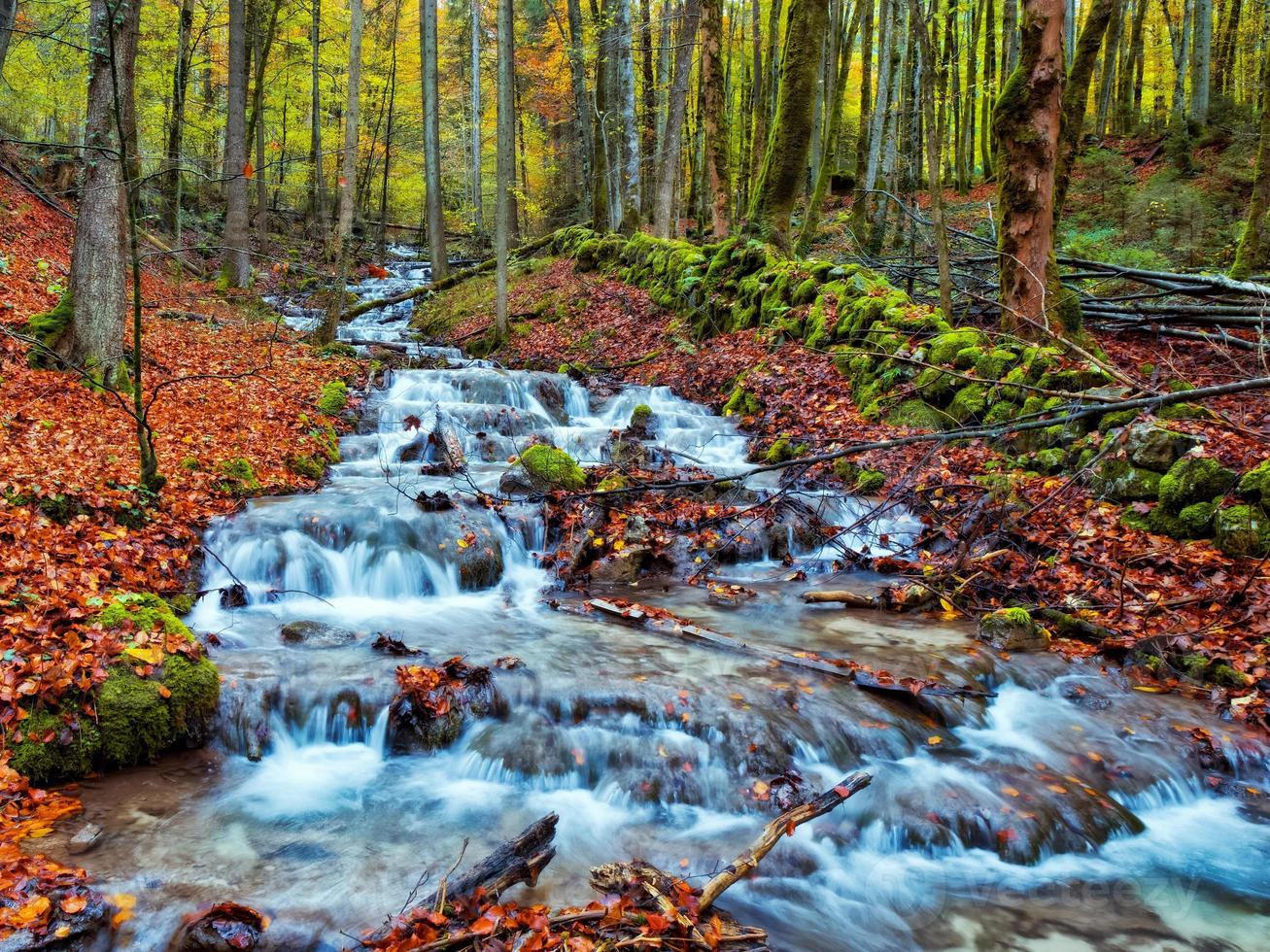 otoño encantado forrest creek foto