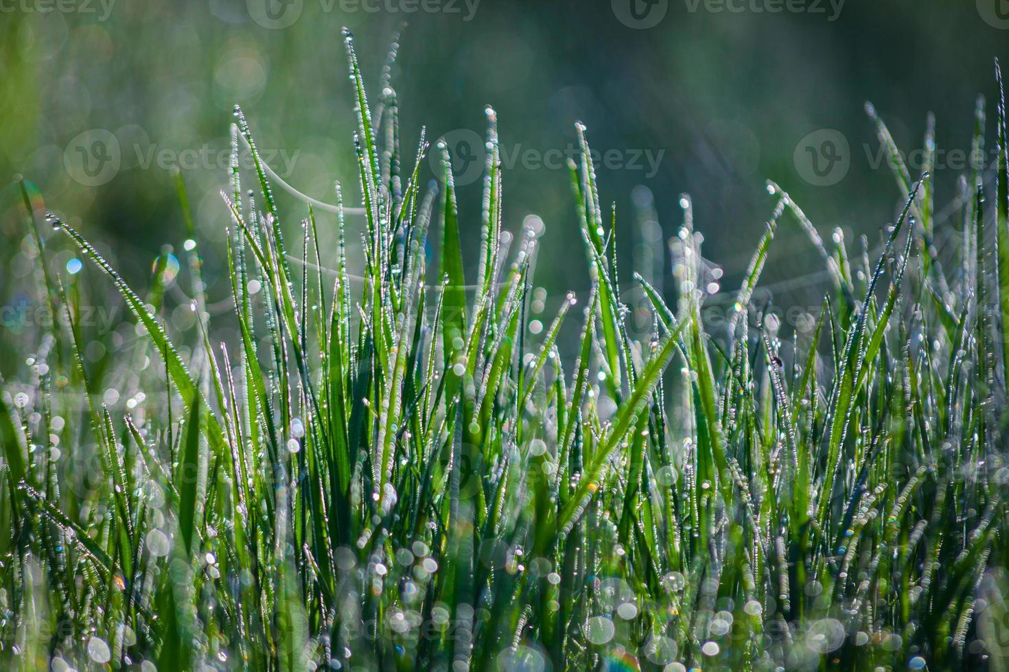 grass with water drops in the early morning photo