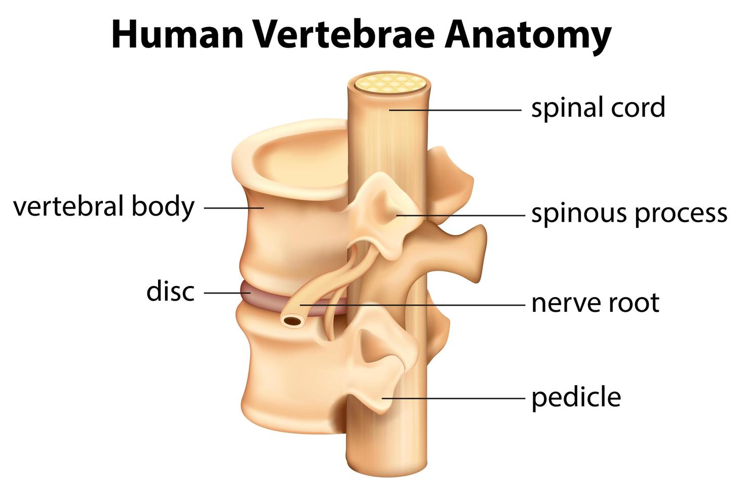 gráficos de anatomía de vértebras humanas vector