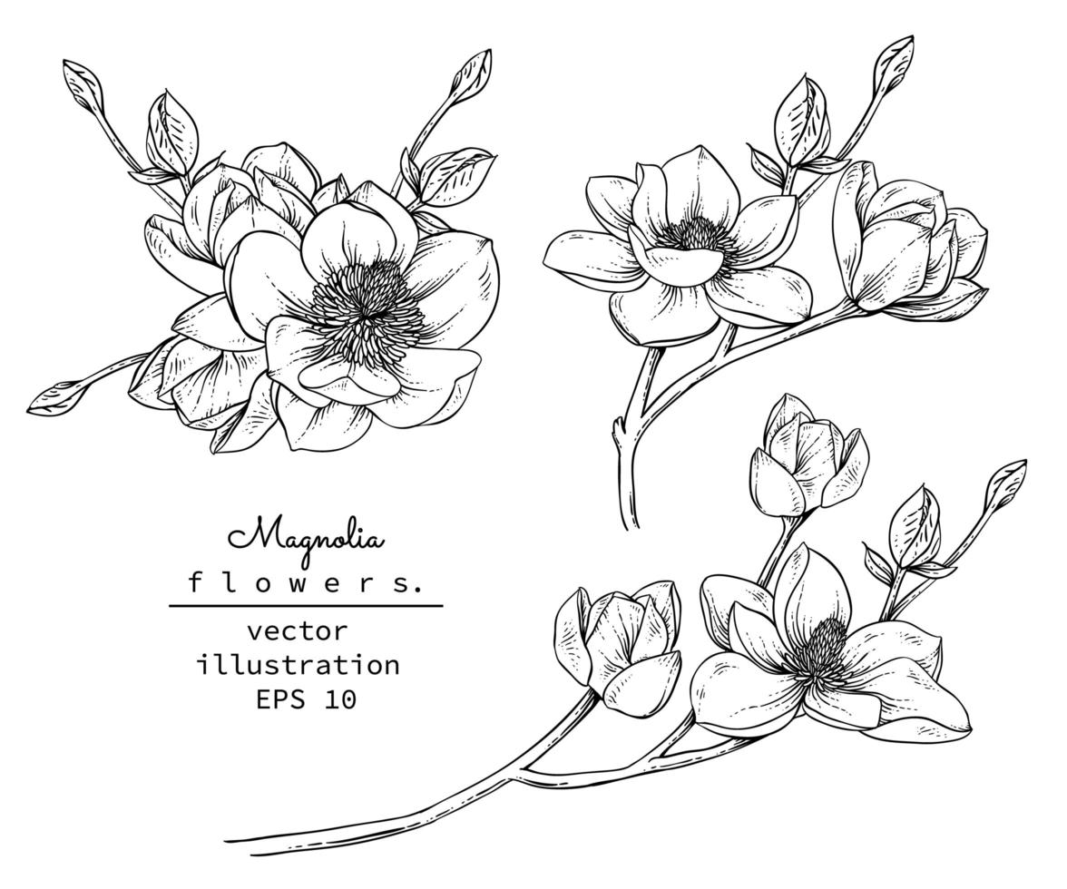 Magnolia flower drawings vector