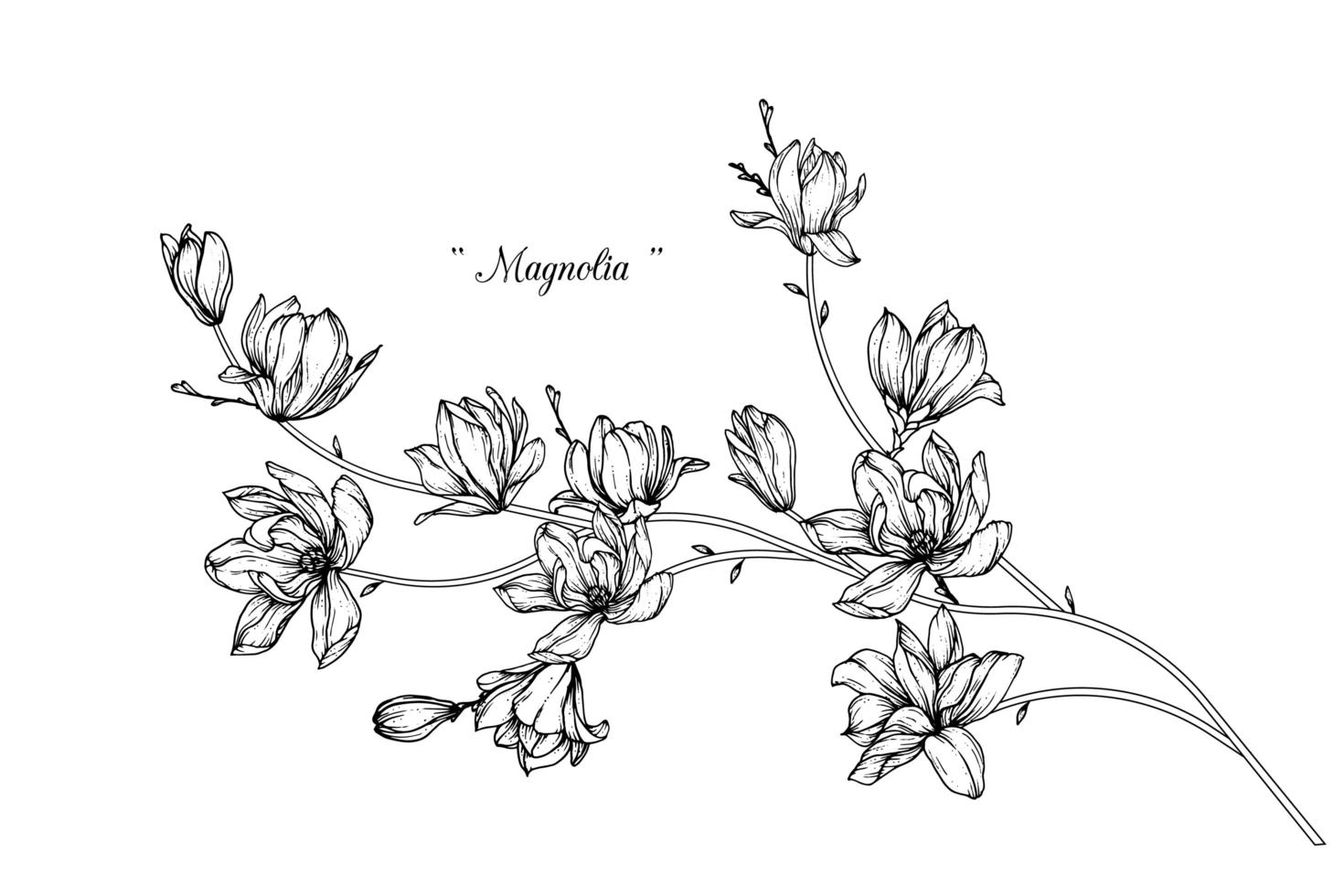 Magnolia flower drawings vector