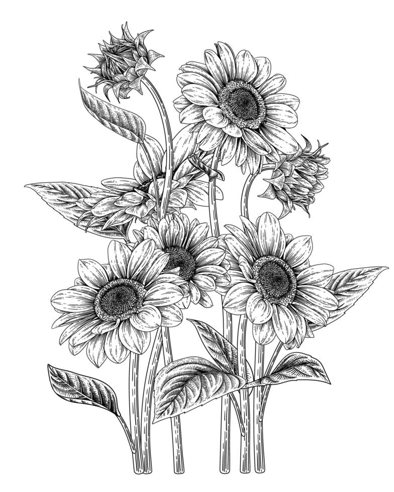 Hand drawn sunflowers vector