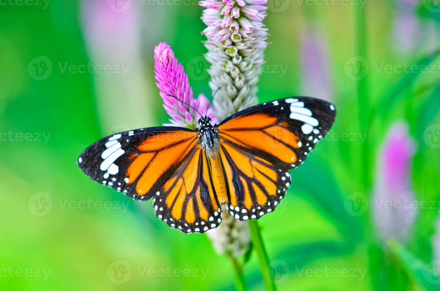 Common tiger butterfly photo