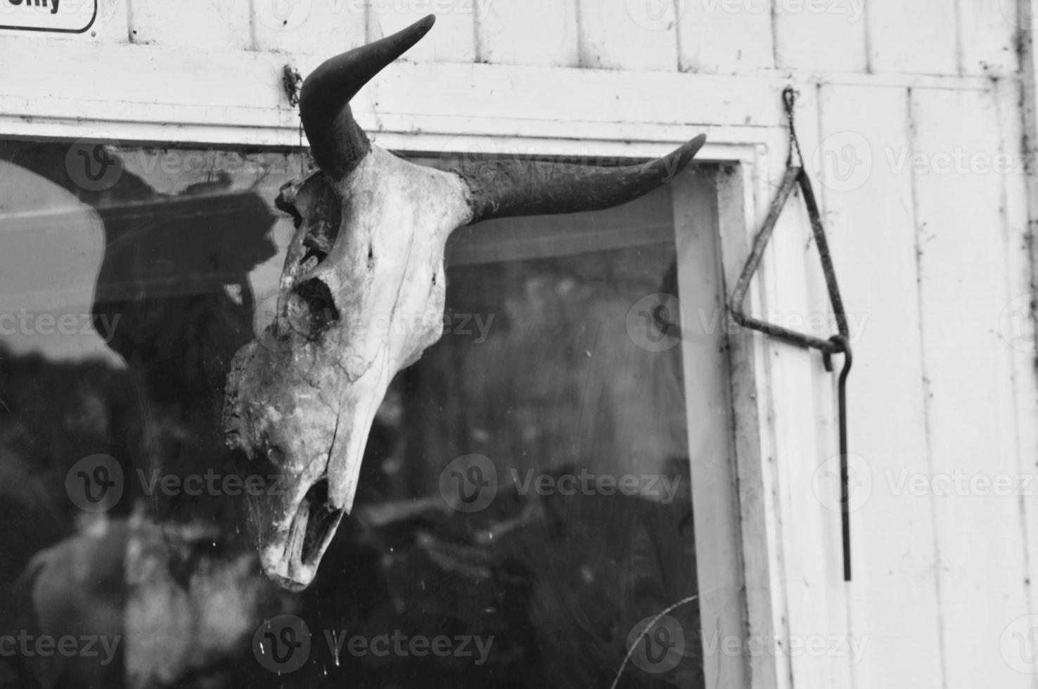 Steer Head Stock Photos, Images and Backgrounds for Free Download