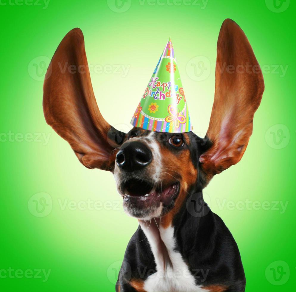 Beagle dog with ears in the air wearing a birthday hat photo