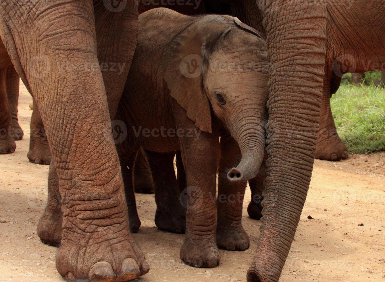 Baby elephant protected by her mother photo