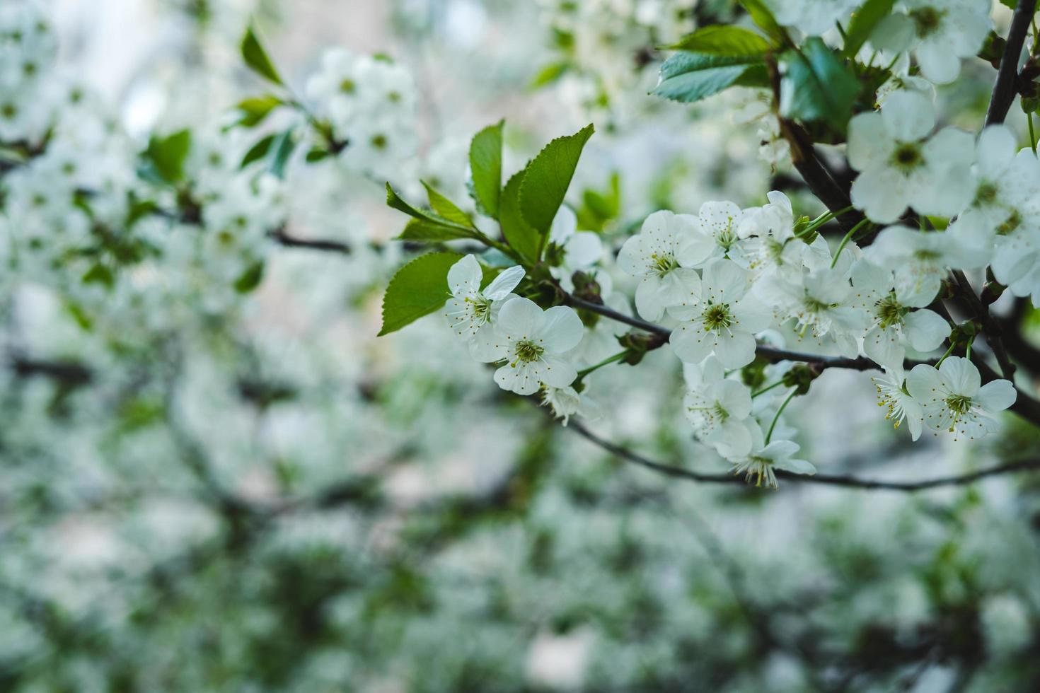 White cherry blossom  photo