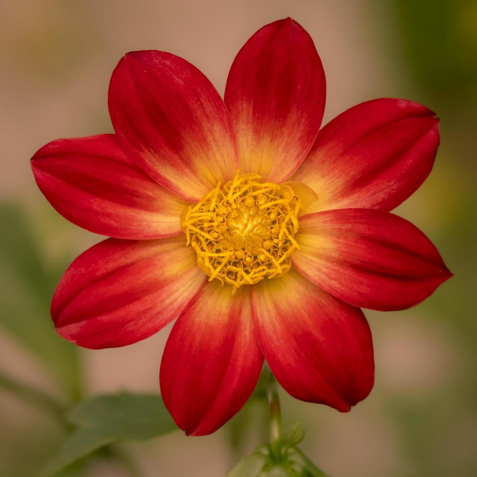 Red and Yellow Dahlia photo