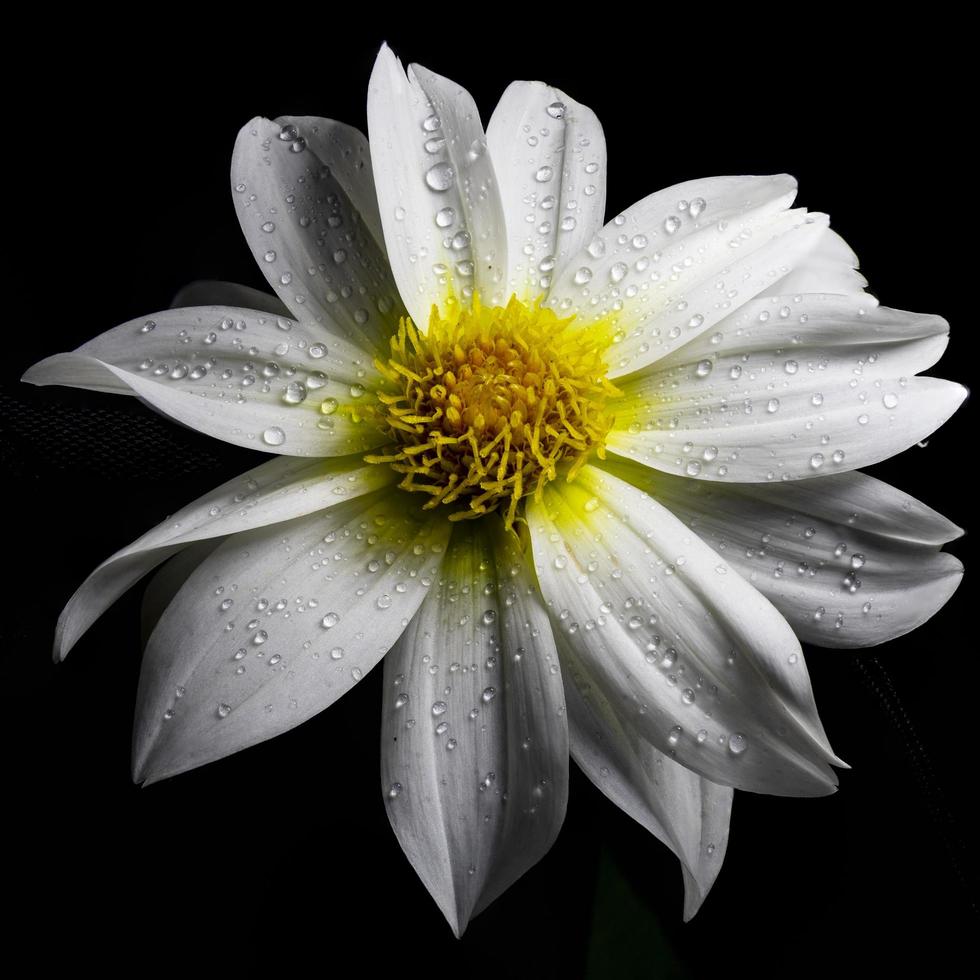 Daisy with water drops photo
