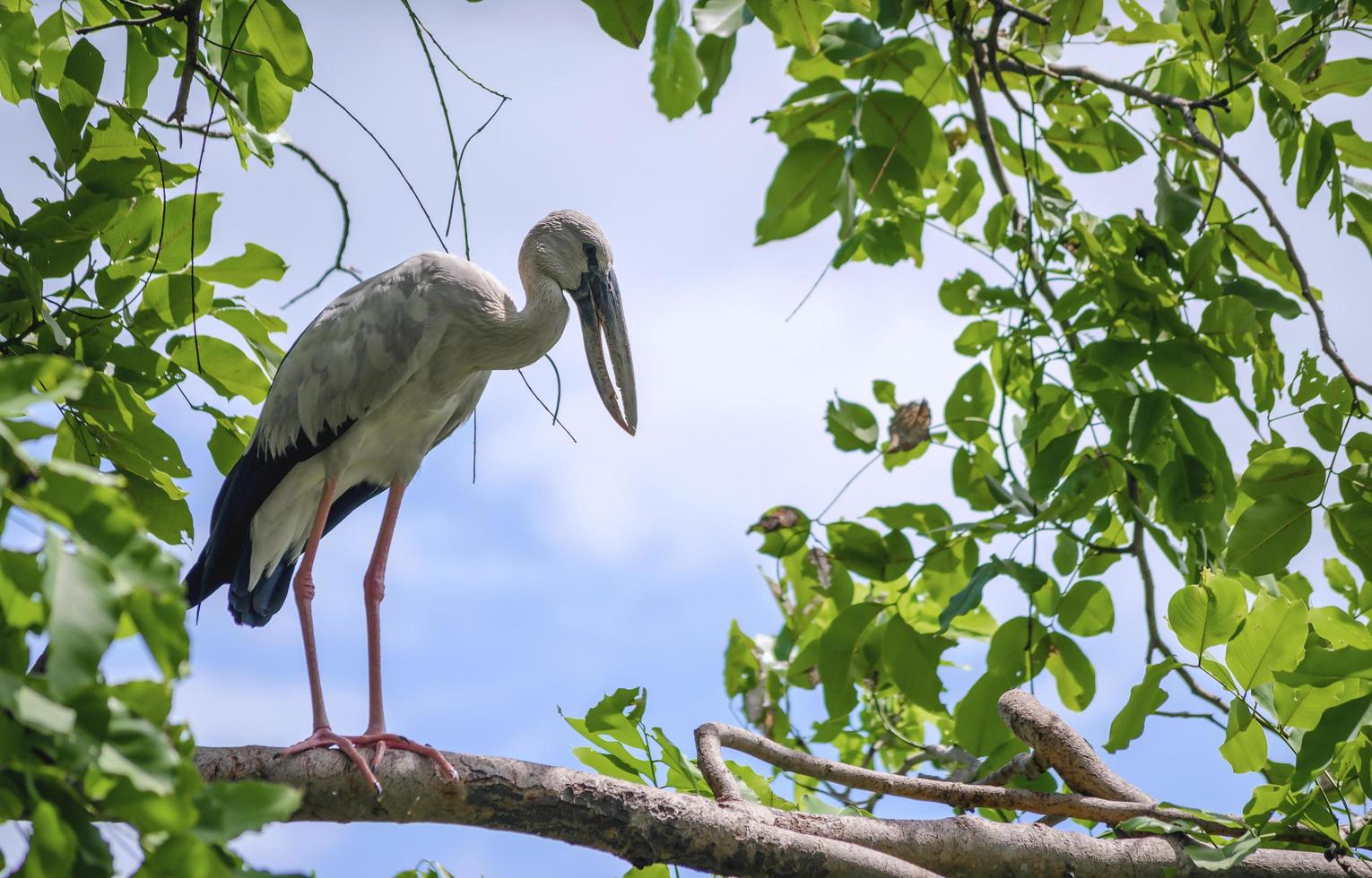 pájaro parado en una rama foto