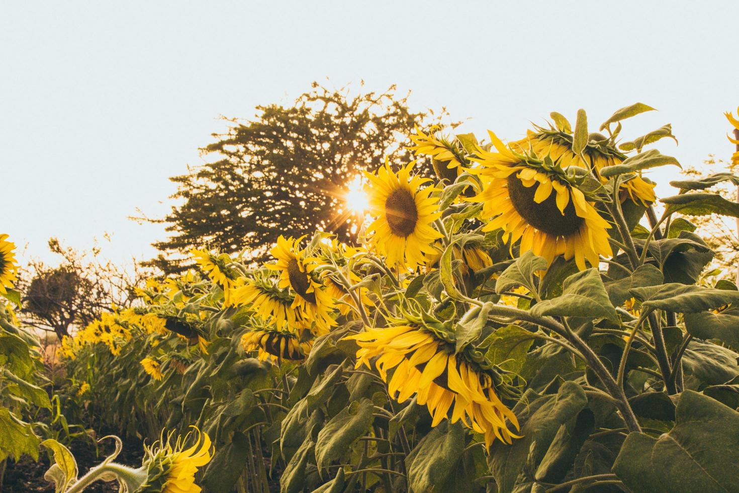 Fotografía de enfoque selectivo de campo de girasol foto