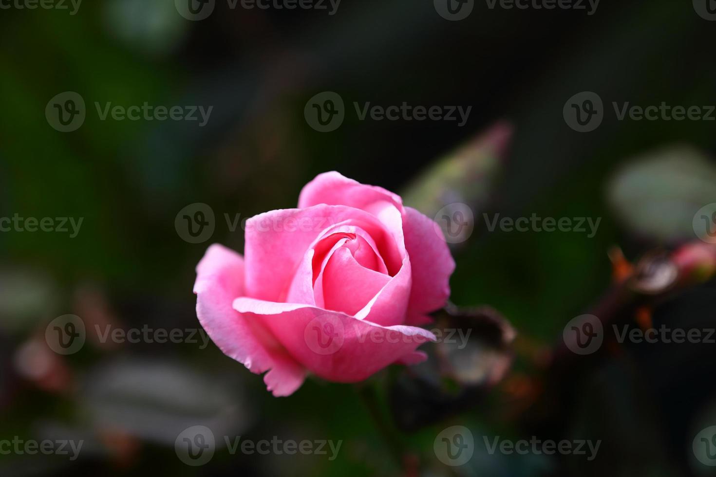 rose photo