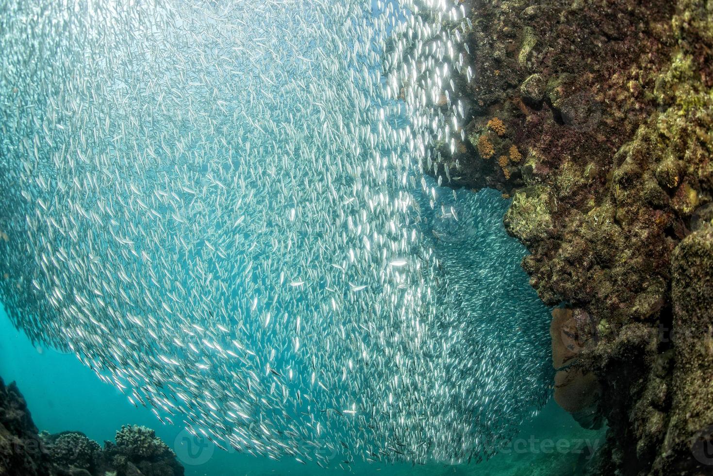 going Inside a giant sardines school of fish photo