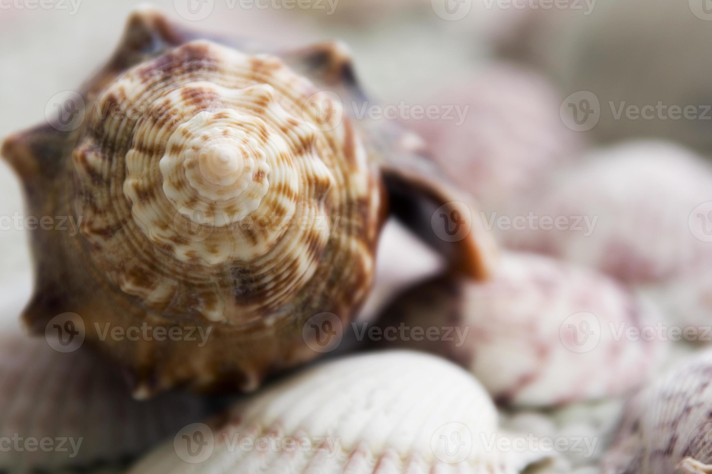 Conch Shell Background 1378335 Stock Photo at Vecteezy
