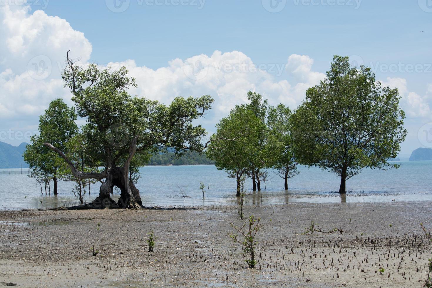 manglares foto