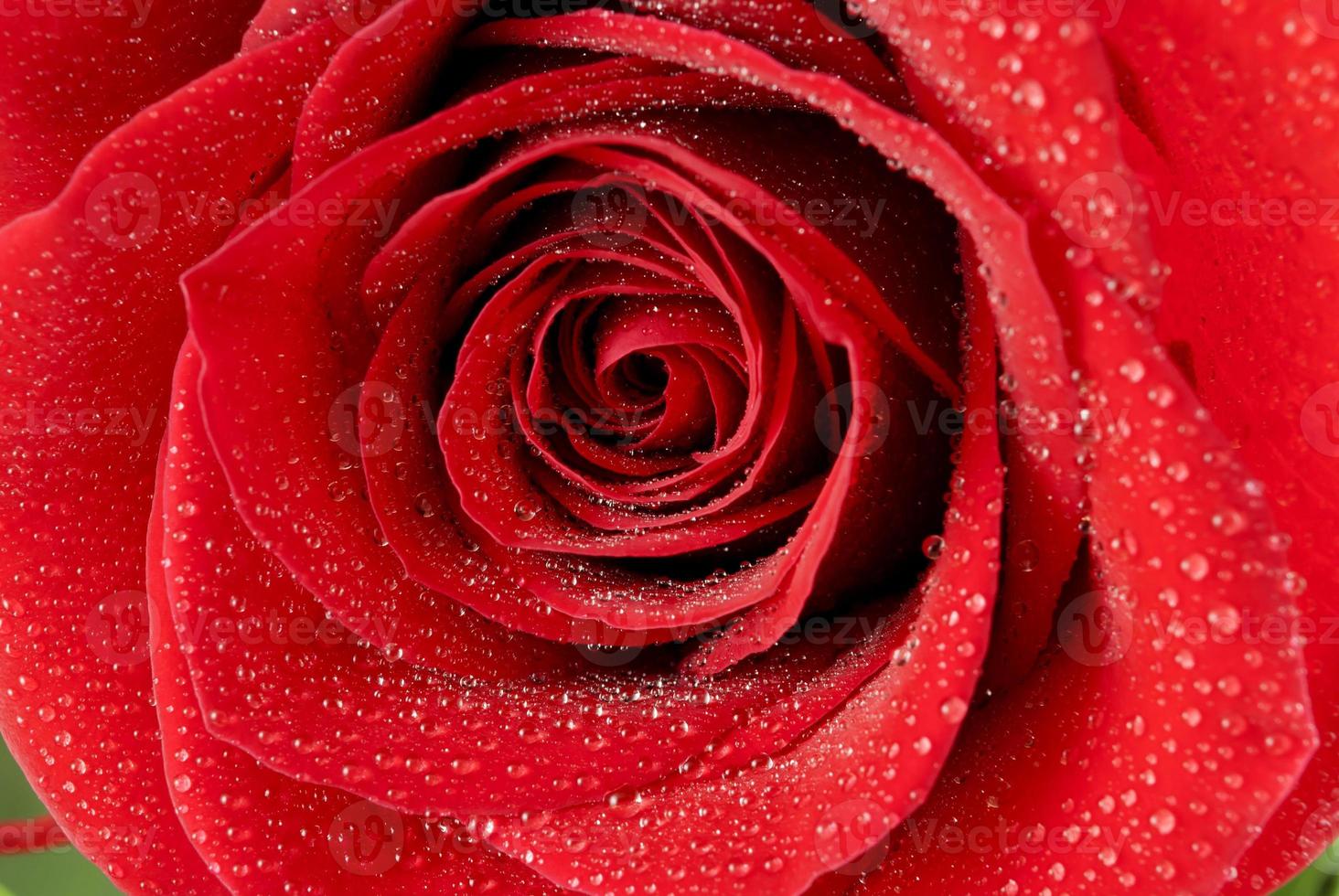 Rosa roja foto