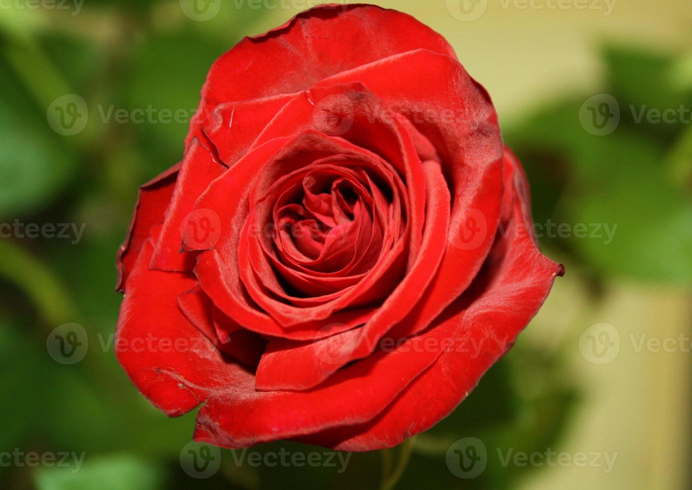 Single red Valentine's Day rose photo