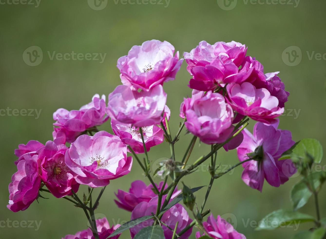 rose bush 1379627 Stock Photo at Vecteezy
