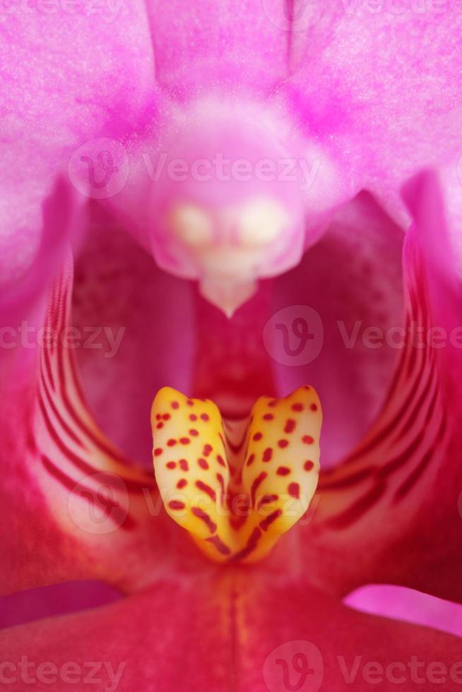 Macro of a Orchid. photo