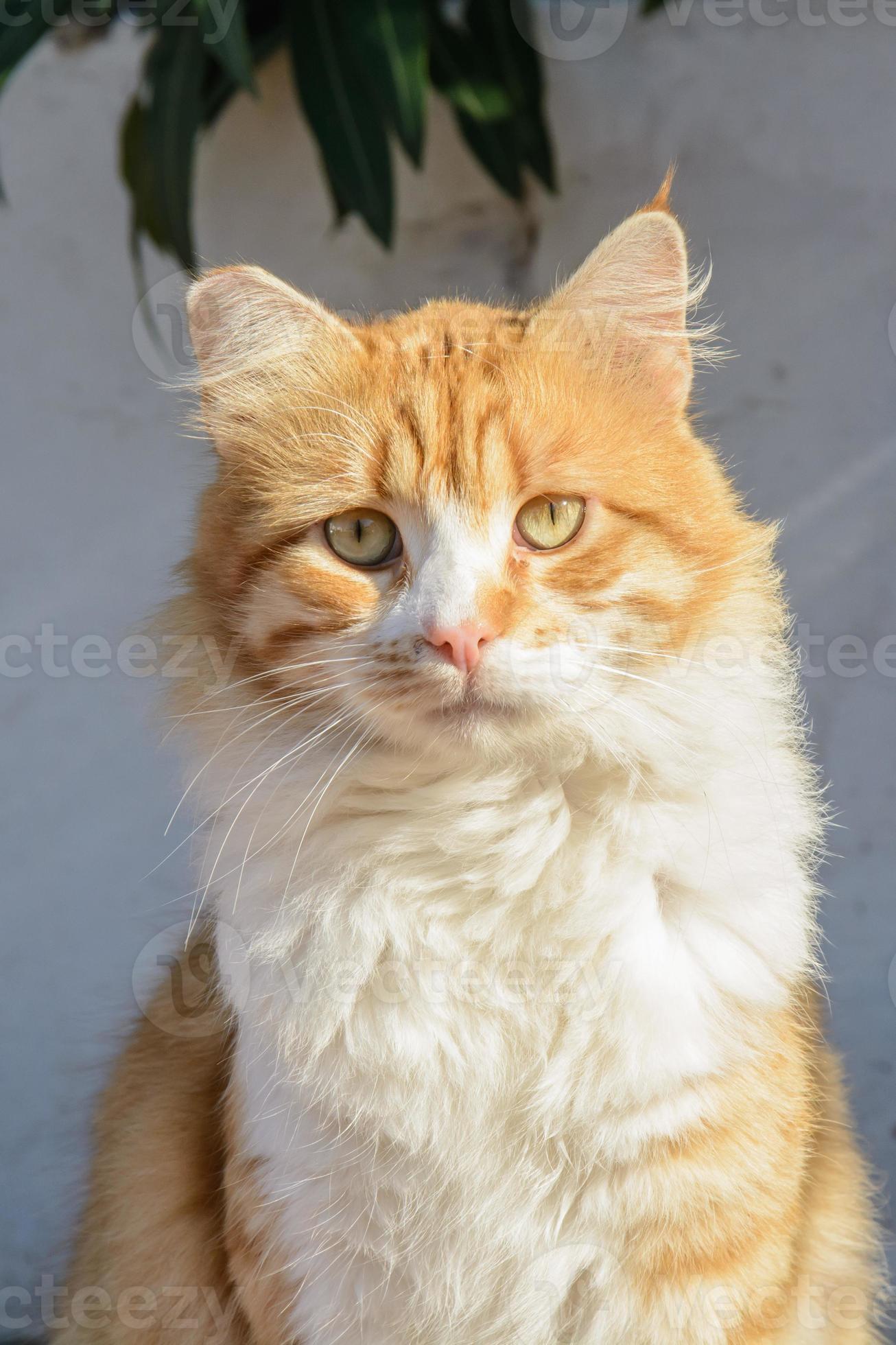 Portrait of Curious fluffy ginger and white tabby cat 1382596 Stock