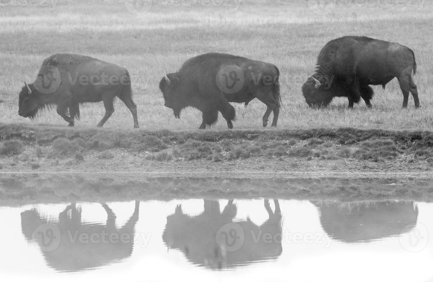 three bison profile and reflection photo