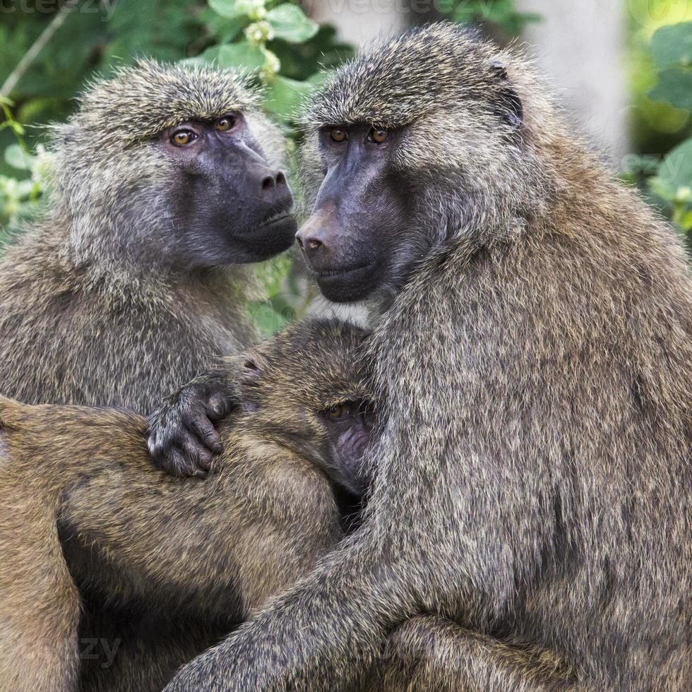 babuino - parque nacional tarangire - reserva de vida silvestre en tanzania, foto