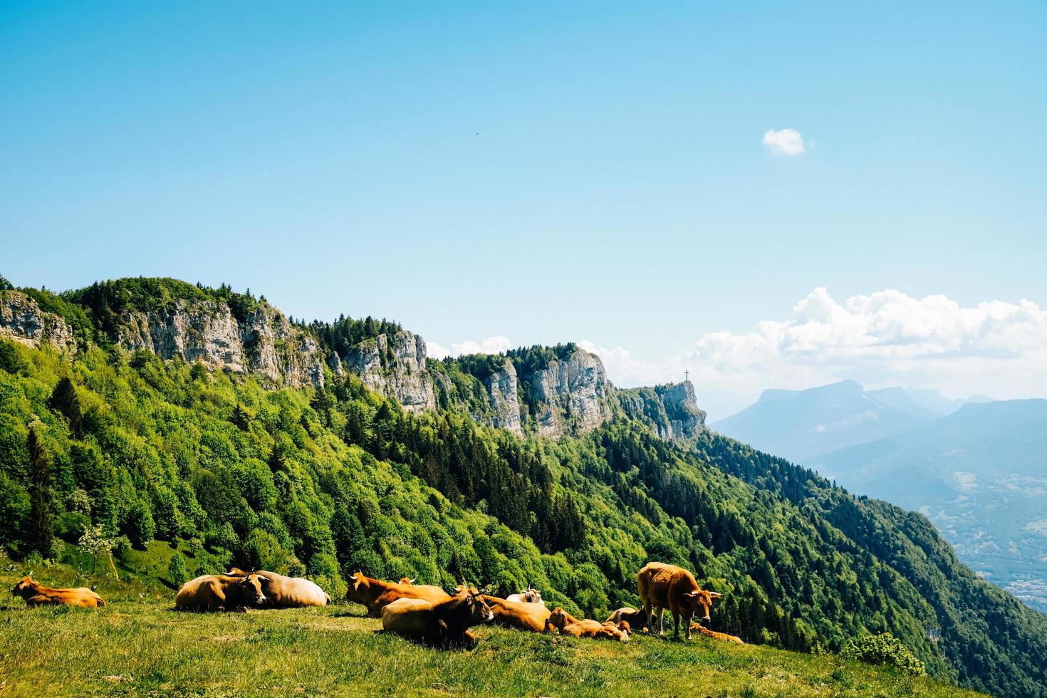 Horses on green grass field near mountain photo