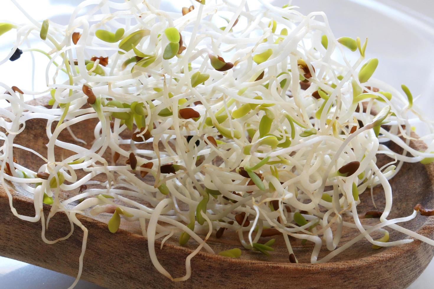 Photography of sprouted alfalfa seeds pattern for food background photo