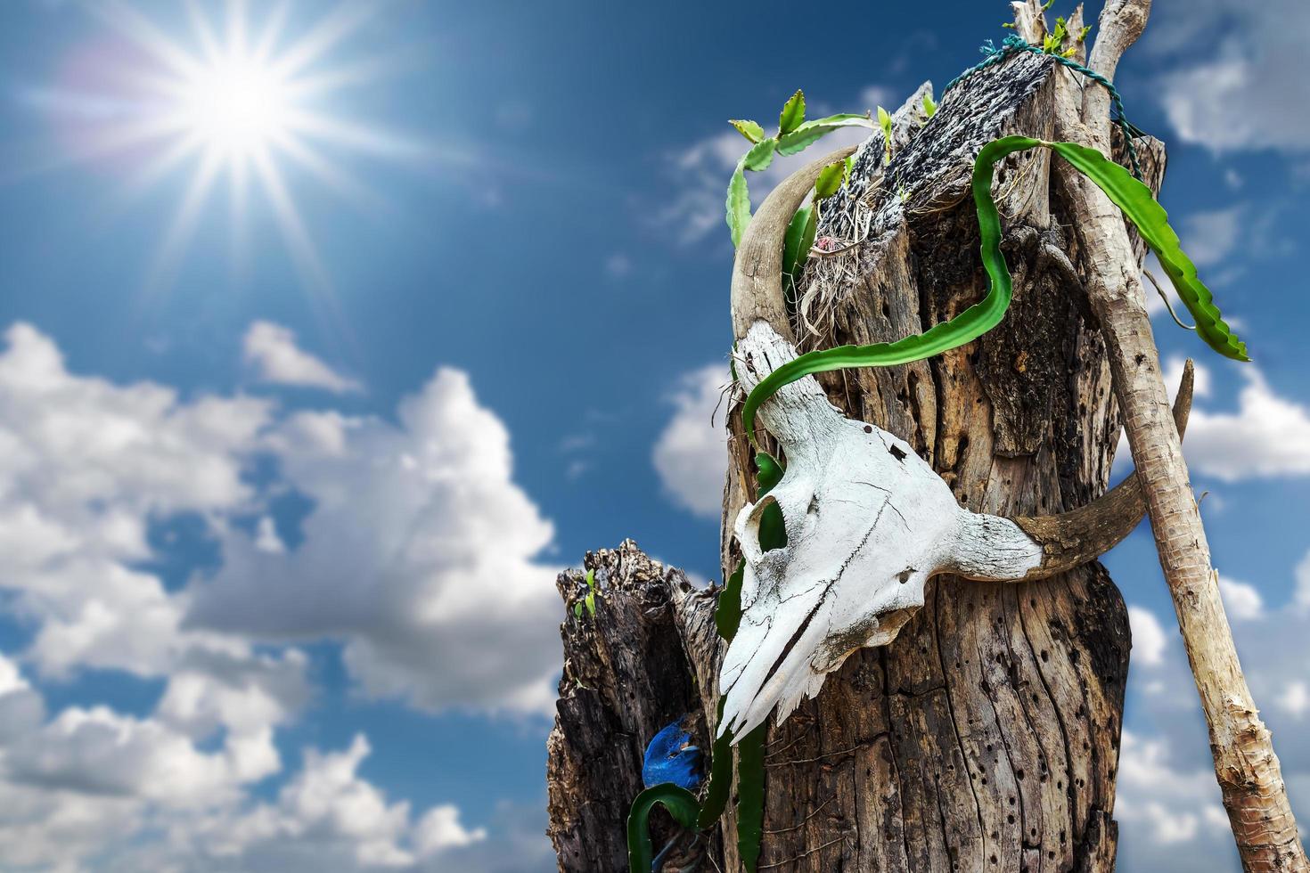 The remains of a buffalo skull photo