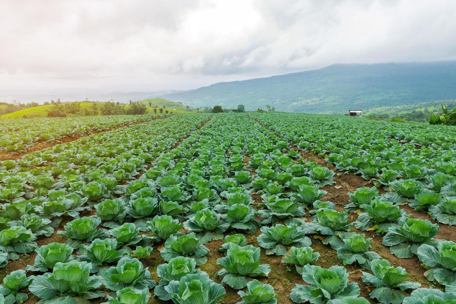 Field of green cabbage crop photo