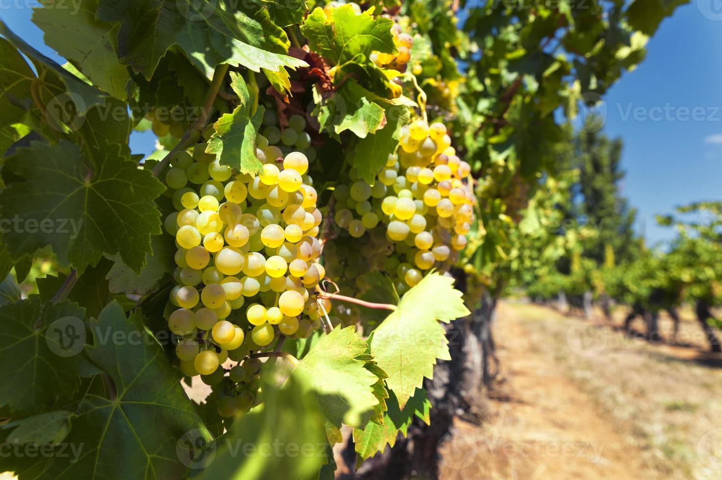 White wine grapes photo