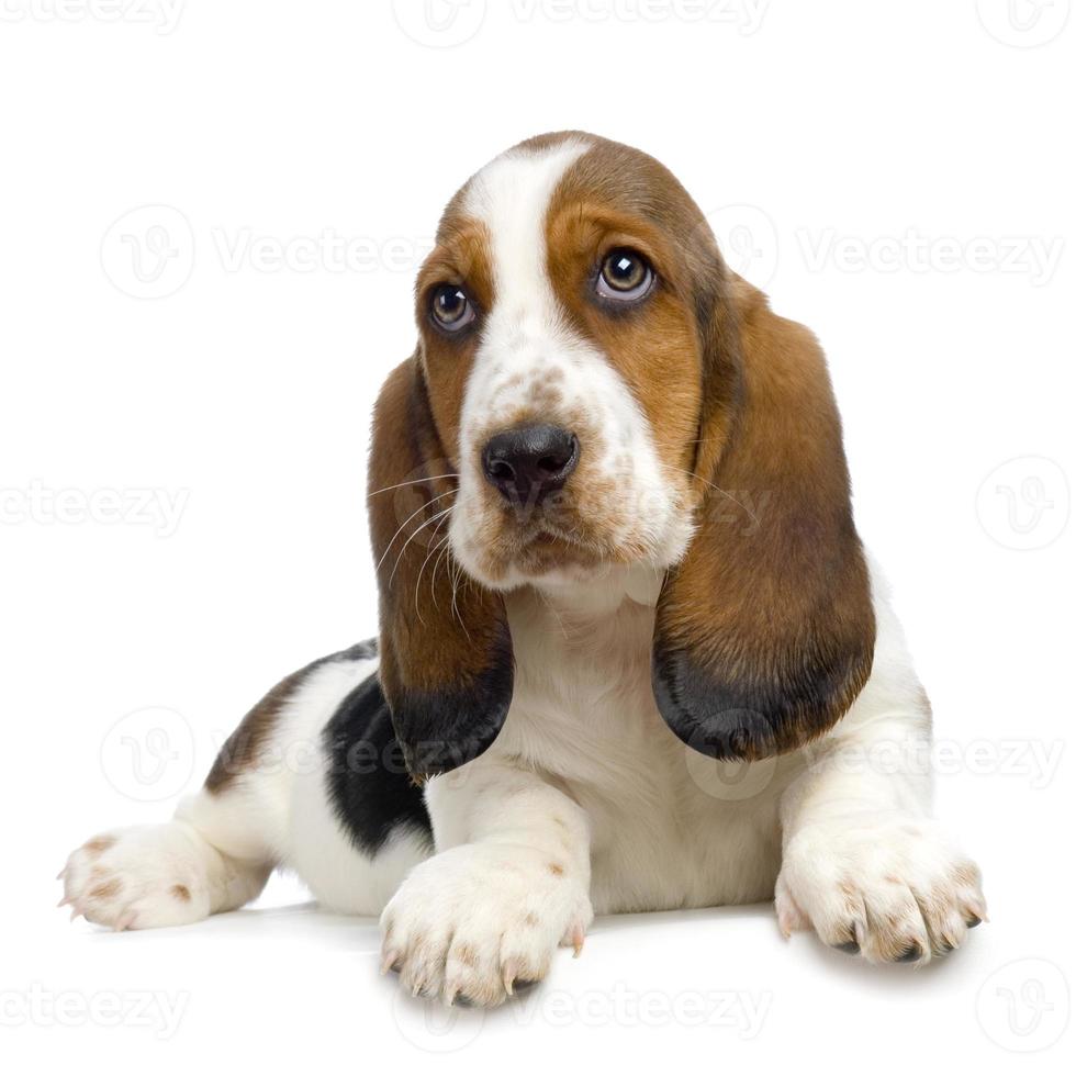 recomendar idioma Adicto cachorro basset hound - cachorros hush 1386455 Foto de stock en Vecteezy