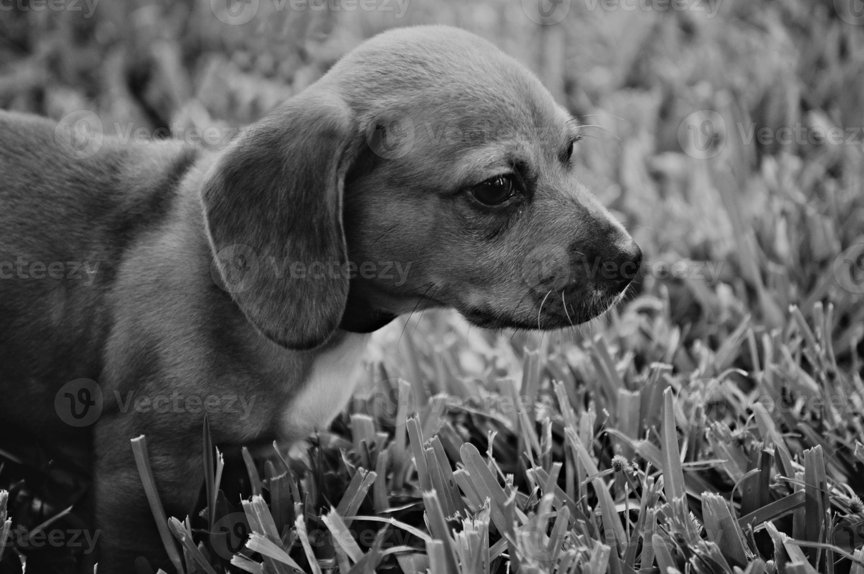 Dachshund Puppy 1386461 Stock Photo at Vecteezy