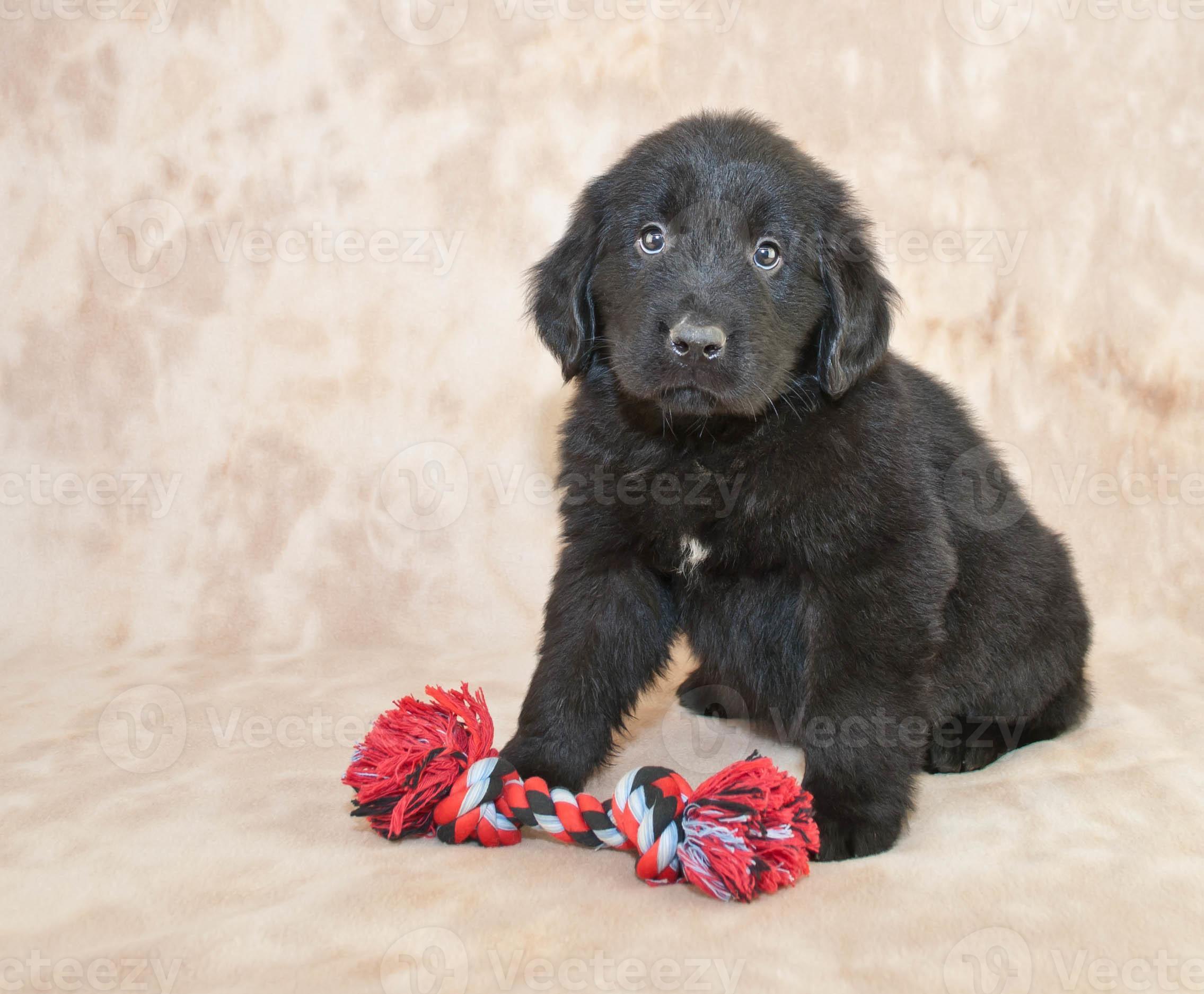 Newfoundland Puppy 1386544 Stock Vecteezy