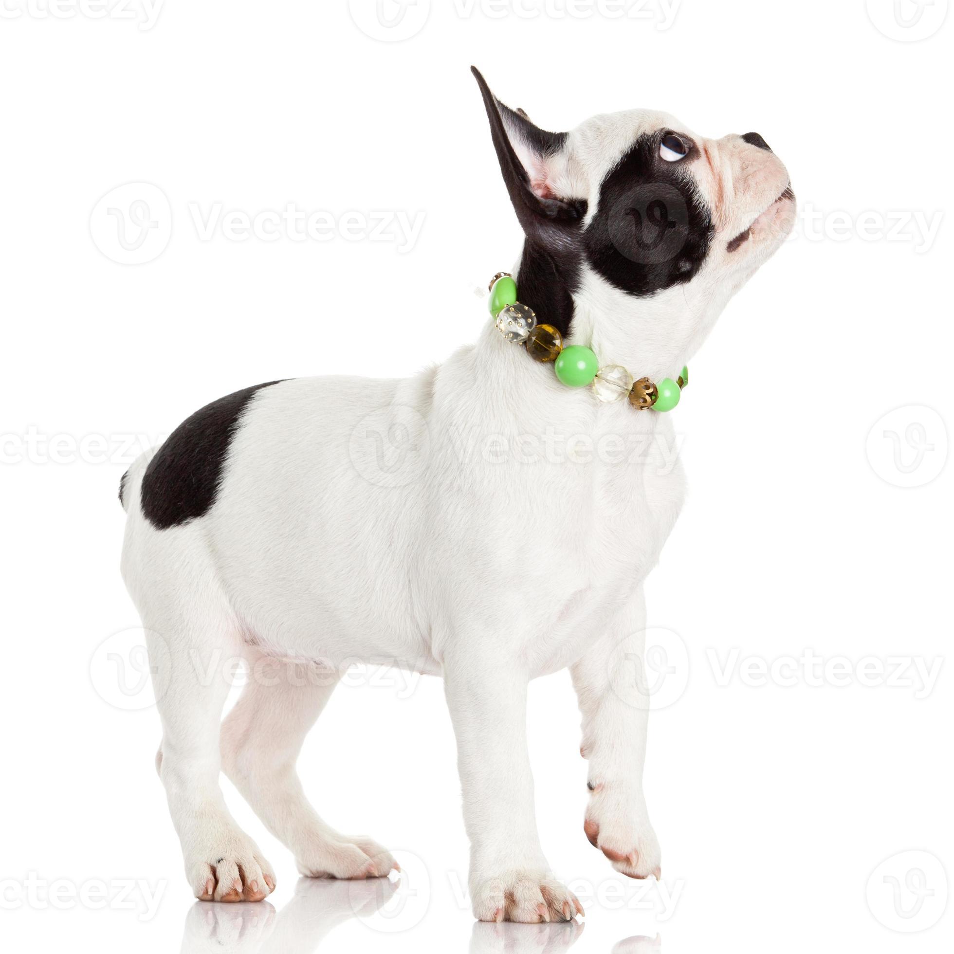 cachorro de bulldog francés. foto