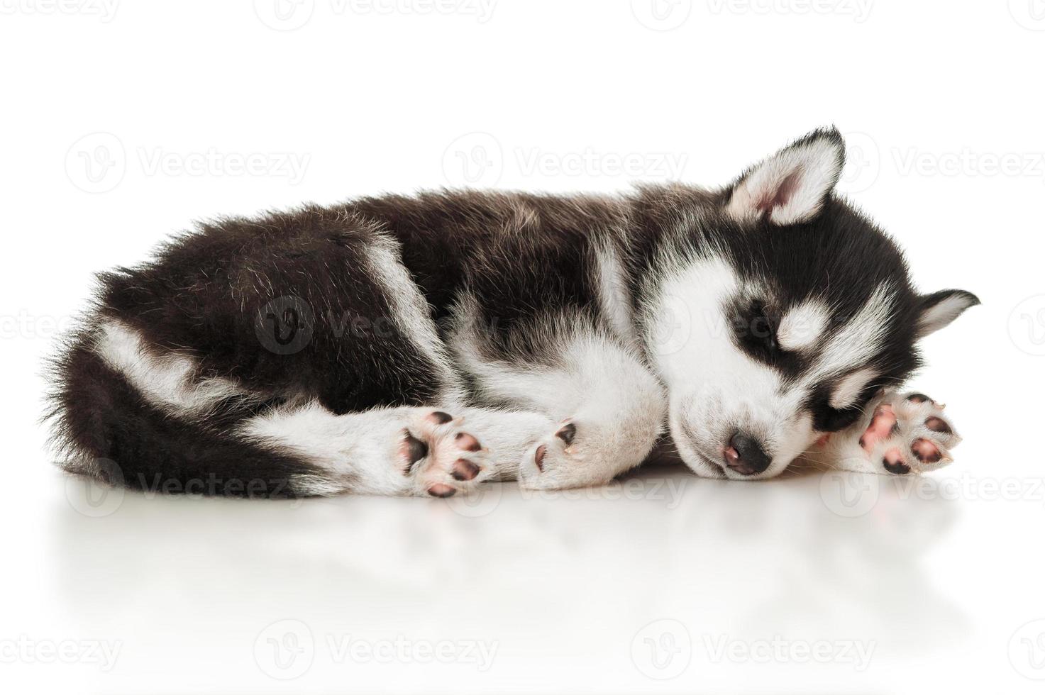 Sleeping husky puppy 1386629 Stock Photo at Vecteezy