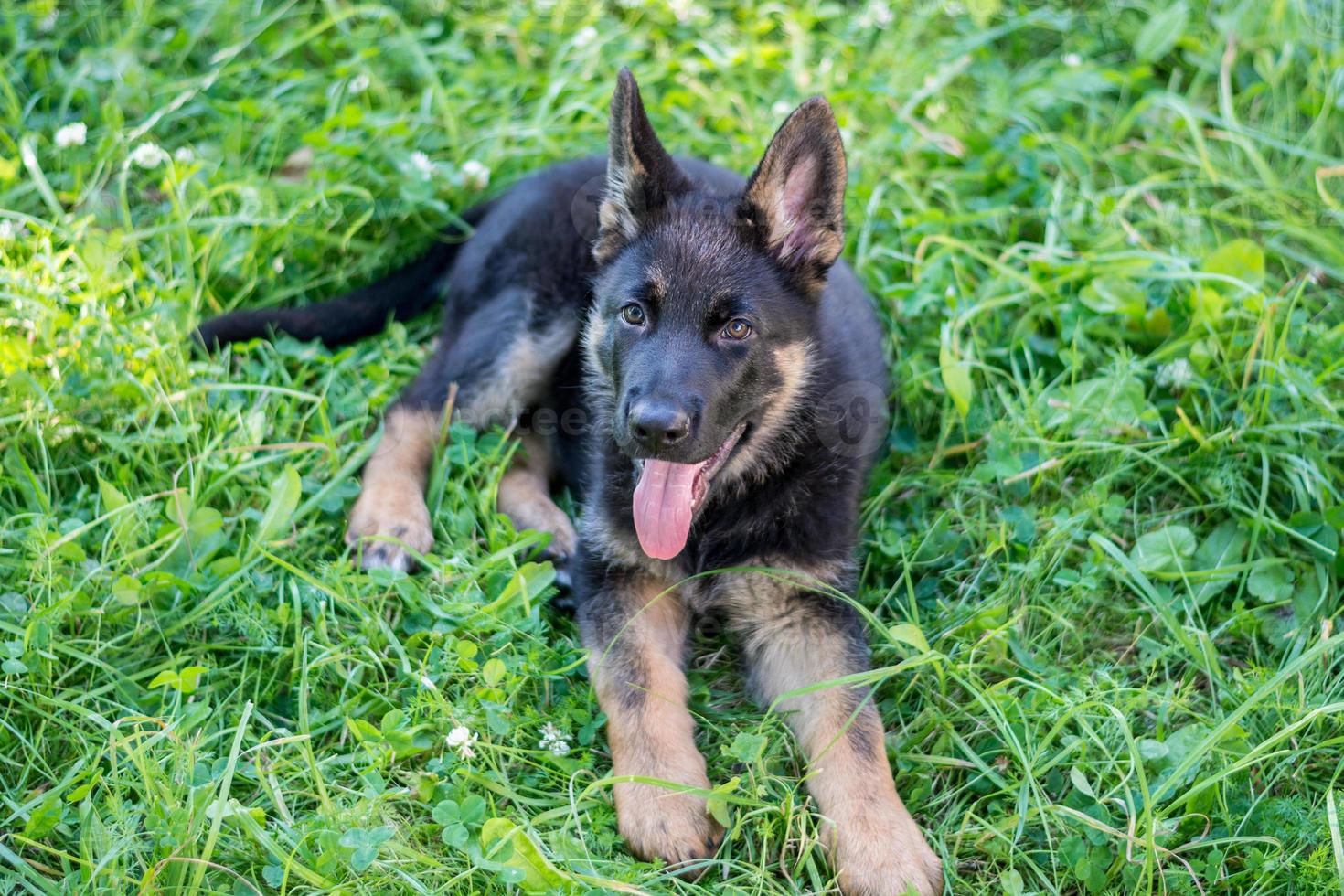 German shepard puppy 1386632 Stock Photo at Vecteezy