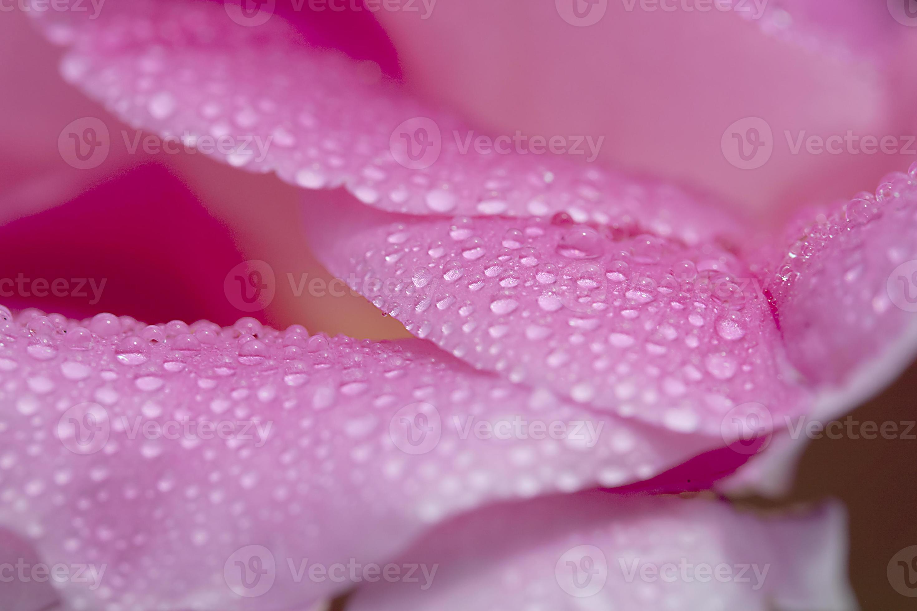 Rose Petal with Dew Drops 1386773 Stock Photo at Vecteezy