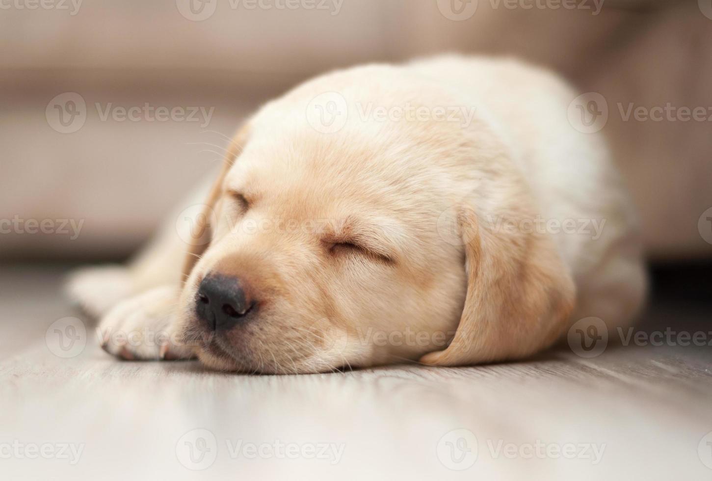 Labrador Puppy Sleeping 1386805 Stock Photo at Vecteezy
