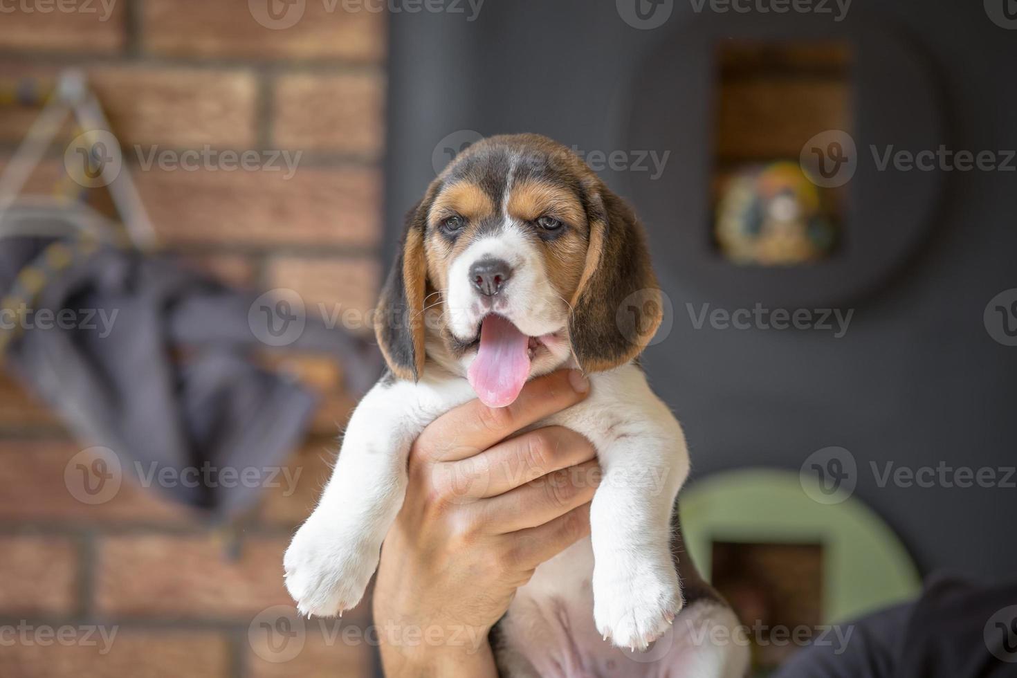 BEAGLE PUPPIES FOR SALE - Beagle Puppies For Sale near Me