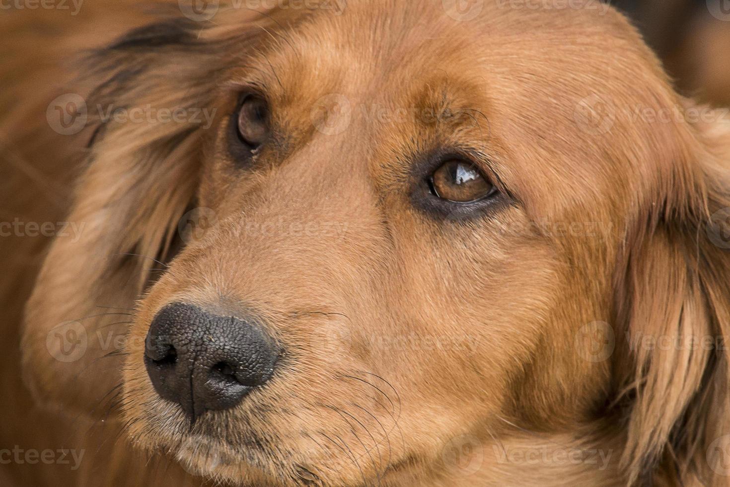 Portrait of a Daschund mix puppy photo