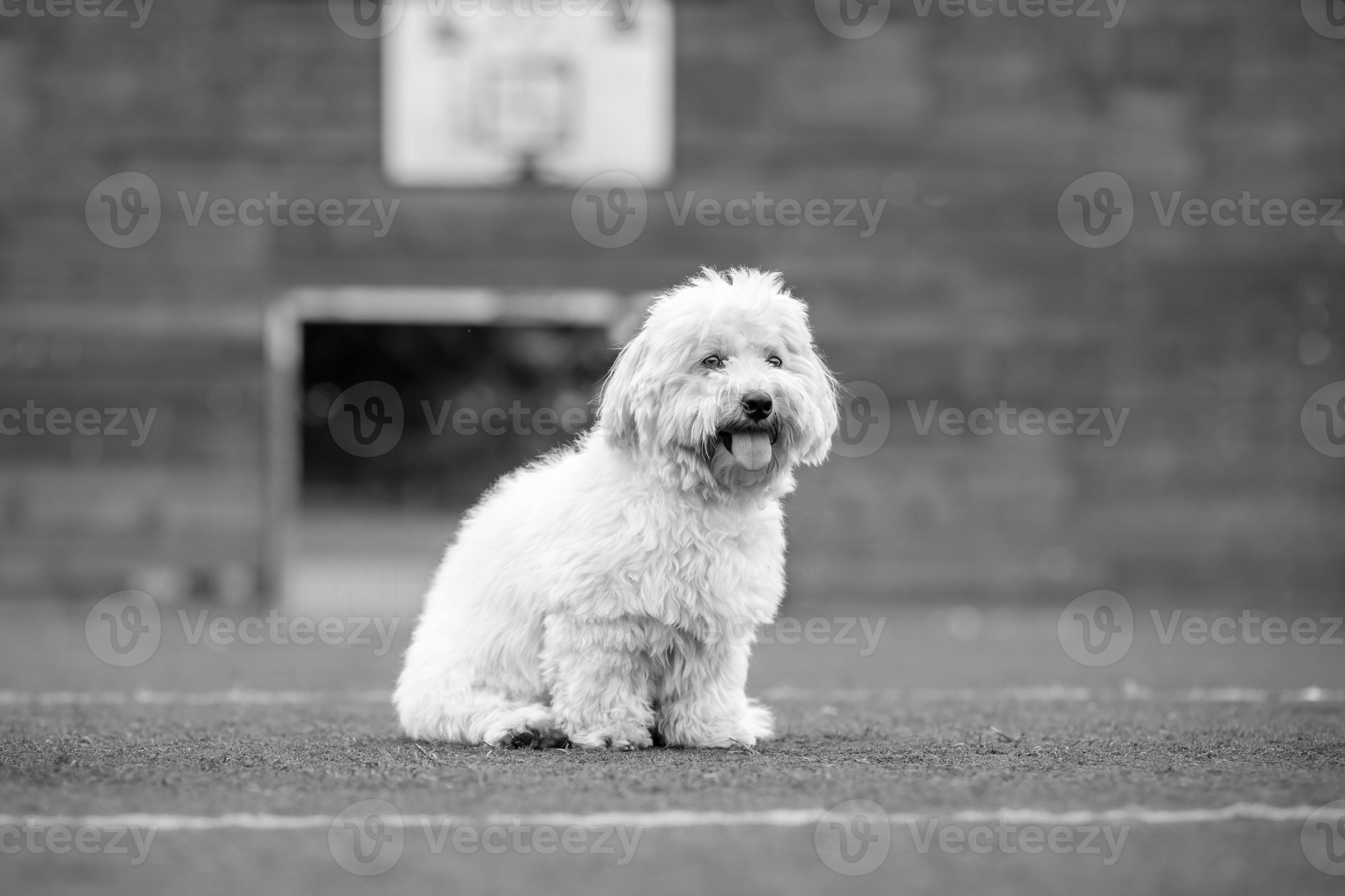 Coton de Tulear black and white dog photo 1387129 Stock Photo at Vecteezy