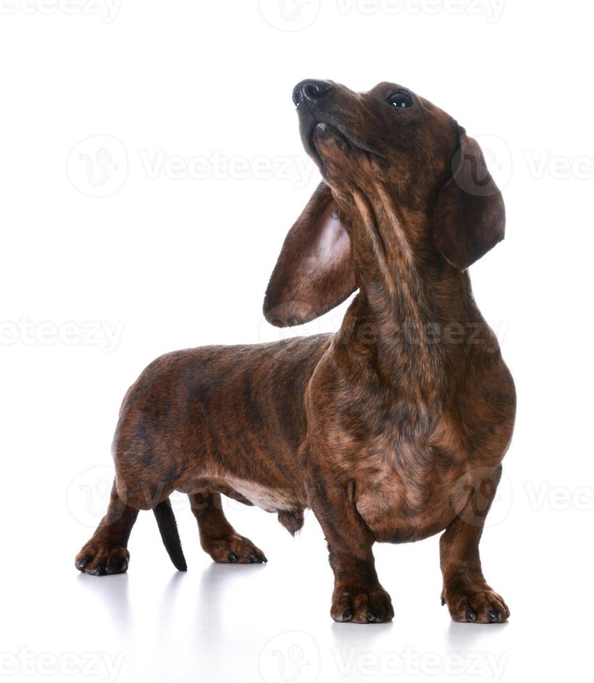 miniature smooth dachshund photo