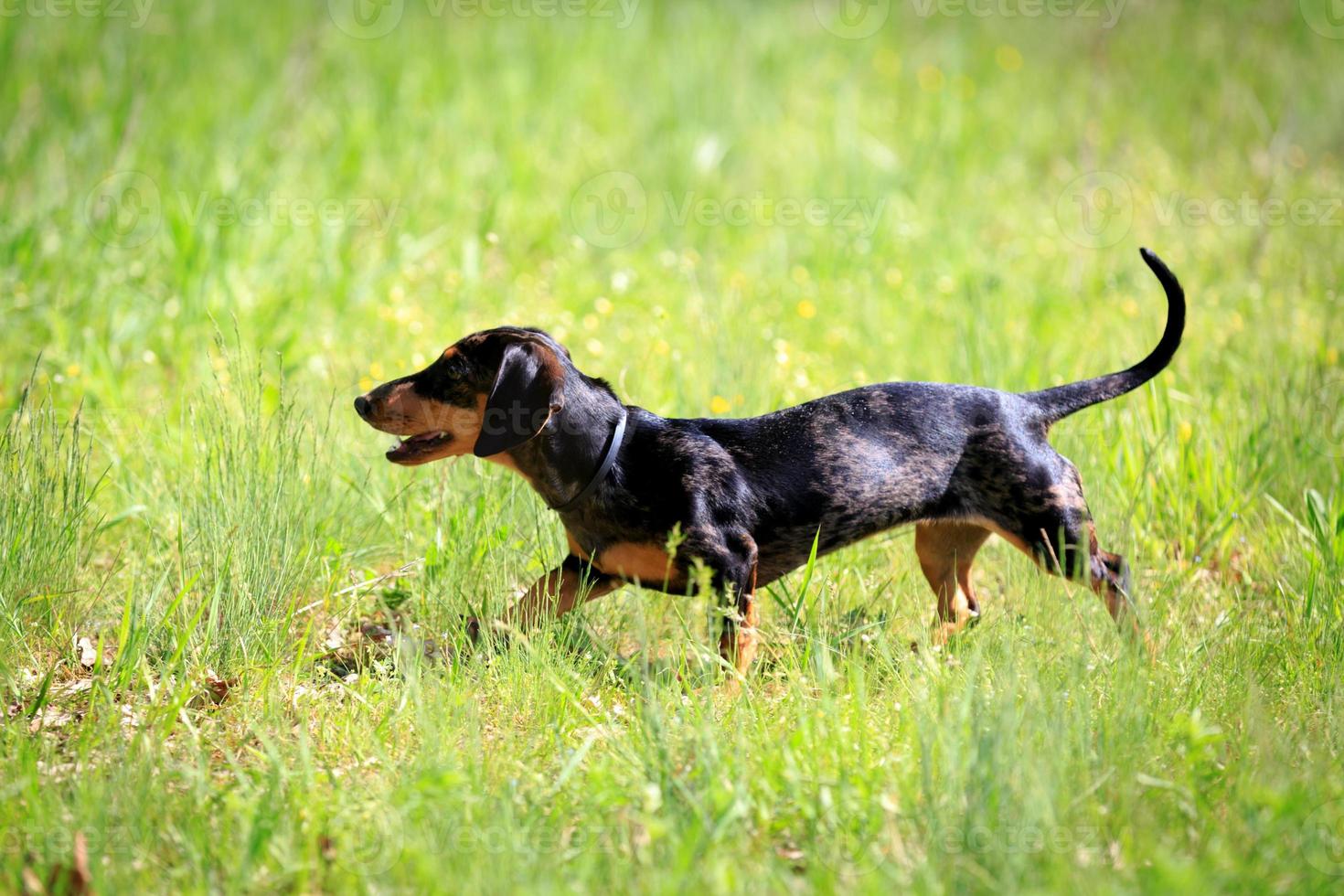 dachshund dog grass photo