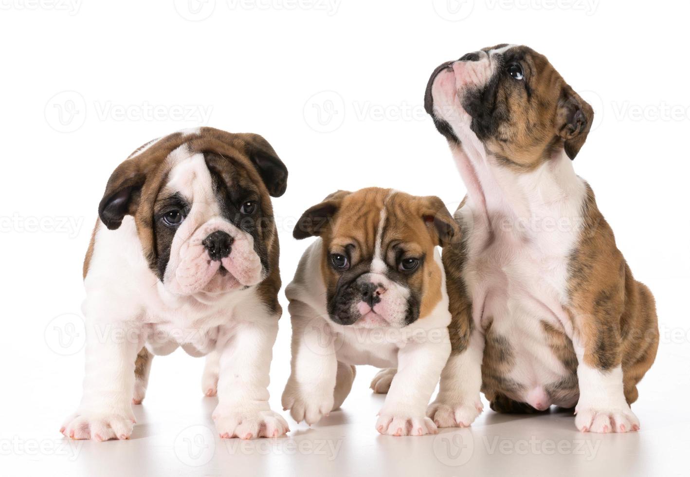 bulldog litter 1387730 Stock Photo at Vecteezy