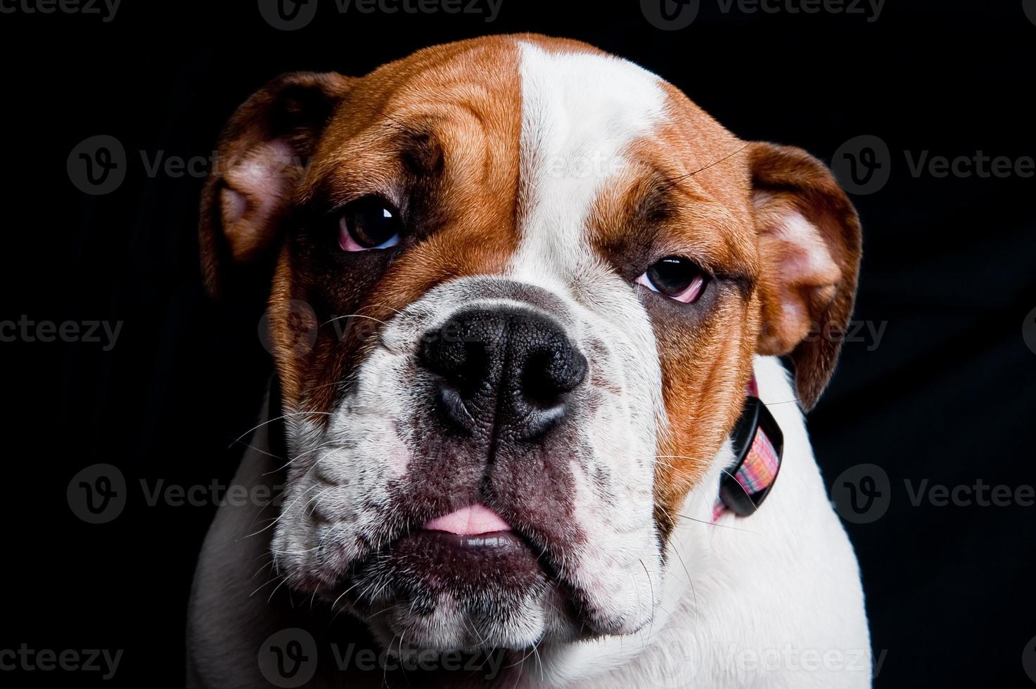 Cachorro de bulldog inglés sobre fondo negro foto