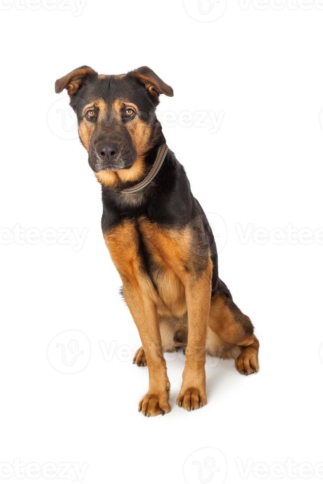 Pastor Inglês Cross Dog Standing Imagem de Stock - Imagem de preto,  carrinho: 49217579