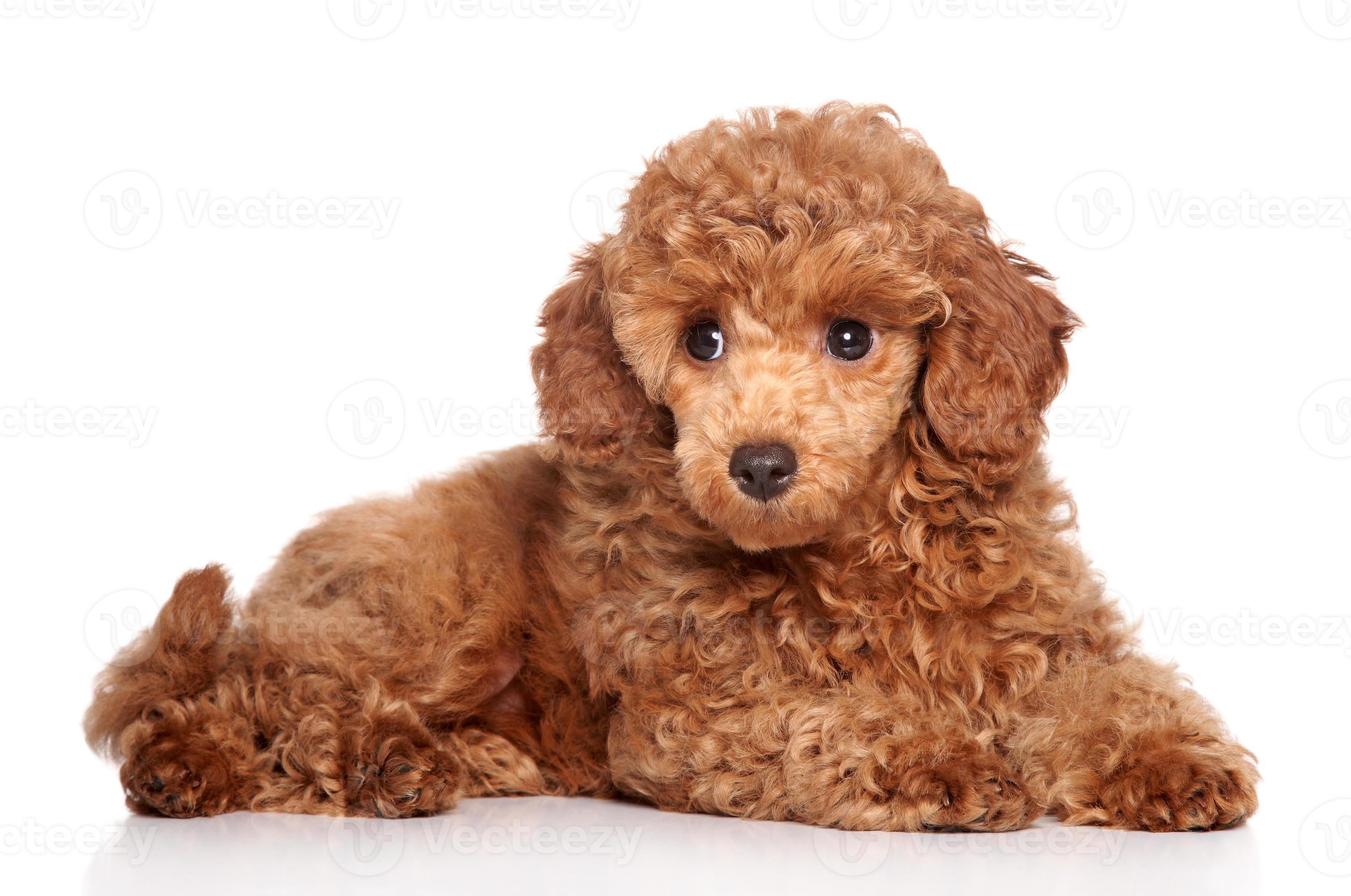 how much is a red toy poodle