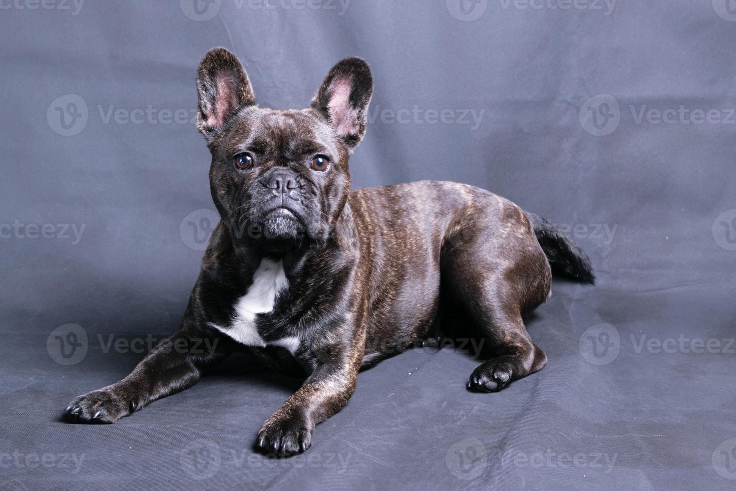 Cute French Bulldog in Studio photo
